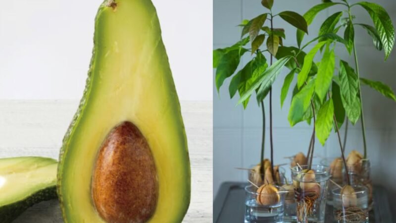 Aguacate una fruta rica en nutrientes aumentó su consumo en algunos Países