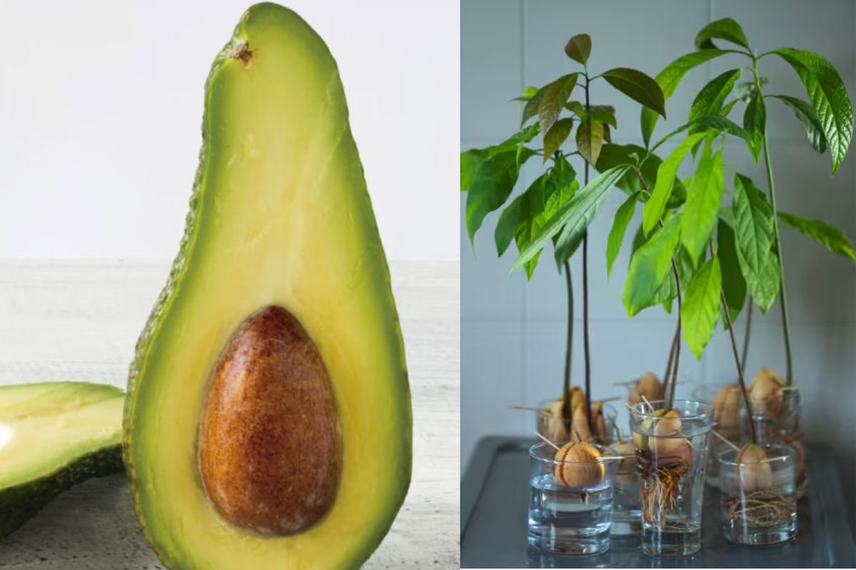 Aguacate una fruta rica en nutrientes aumentó su consumo en algunos Países