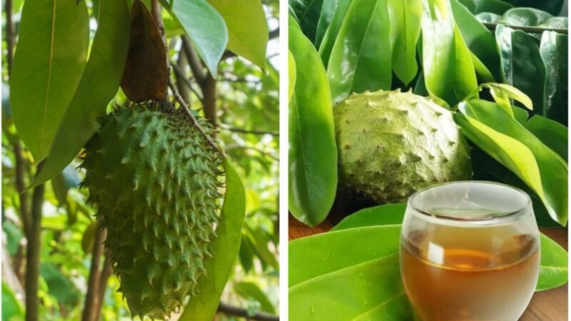 Propiedades de las hojas de la guanábana: Beneficios y Usos en Tratamientos Medicinales