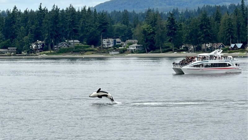 Orcas salvajes ha ganado popularidad en diversas regiones del mundo pero ha sido en México donde se ha observado un incremento significativo en la afluencia de turistas