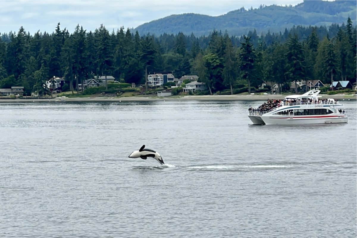 Orcas salvajes ha ganado popularidad en diversas regiones del mundo pero ha sido en México donde se ha observado un incremento significativo en la afluencia de turistas