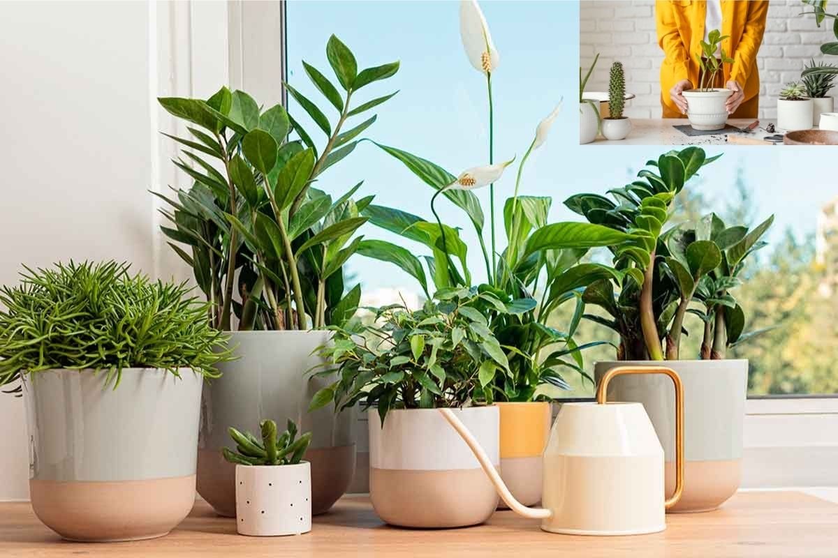 Elegir las plantas adecuadas para tu hogar es esencial para su crecimiento y bienestar ¿Cómo mantener las plantas en buenas condiciones en el hogar?