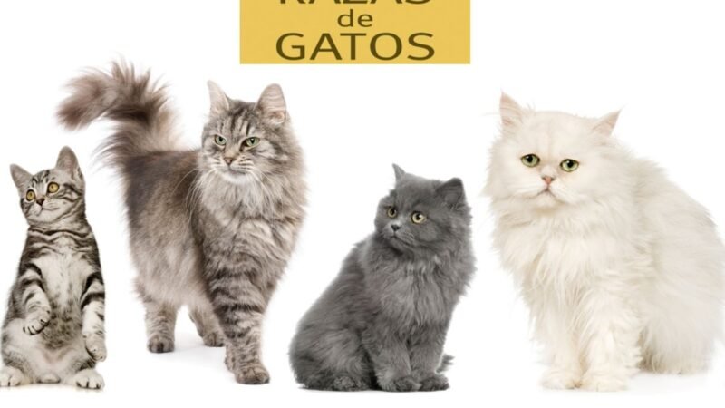 Estas son algunas de las razas de gatos más populares