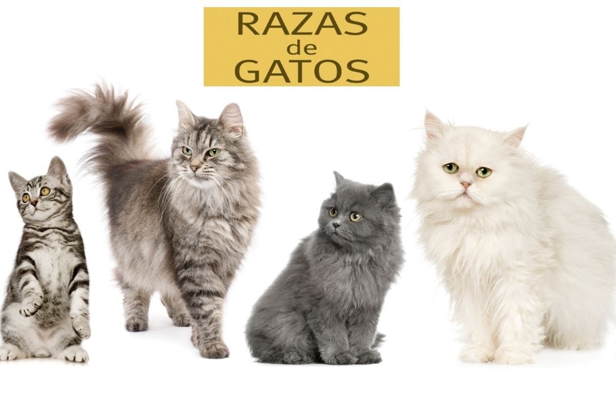 Estas son algunas de las razas de gatos más populares
