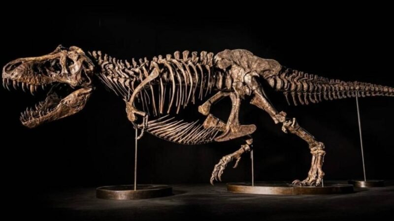 la reciente subasta del esqueleto de tyrannosaurus rex que alcanzó un precio impresionante de 50,1 millones de dólares