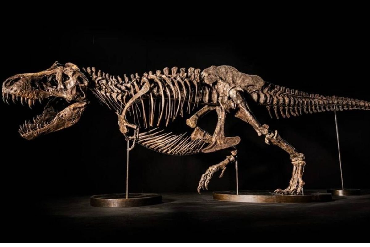 la reciente subasta del esqueleto de tyrannosaurus rex que alcanzó un precio impresionante de 50,1 millones de dólares